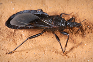 Triatoma protracta, California species of kissing bug Photo by James Gathany